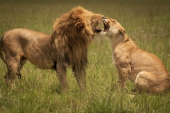 Biodiversity-Kenya-Safari-February-2022-9257