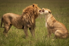 Biodiversity-Kenya-Safari-February-2022-9267