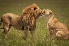 Biodiversity-Kenya-Safari-February-2022-9268