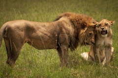 Biodiversity-Kenya-Safari-February-2022-9301