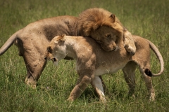 Biodiversity-Kenya-Safari-February-2022-9308