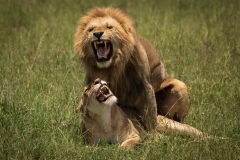 Biodiversity-Kenya-Safari-February-2022-9335