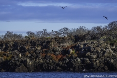 Galapagos 2019