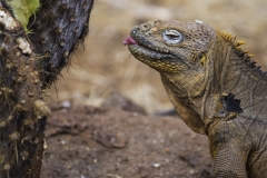 Galapagos 2019