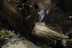 Galapagos 2019