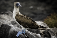 Galapagos 2019