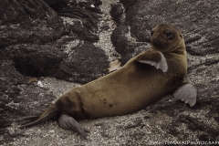 Galapagos 2019