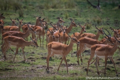 Kenya_August_2018-0302