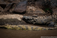 Kenya_August_2018-0509