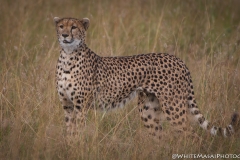 Kenya_August_2018-0776