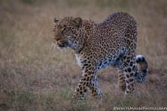 Kenya_August_2018-0827