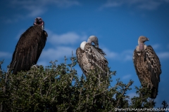 Kenya_August_2018-1433