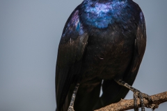 Kenya_August_2018-1445