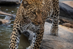 Kenya_August_2018-1775