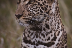 Kenya_August_2018-1916