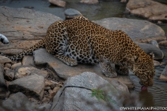 Kenya_August_2018-1973