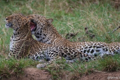 Kenya_August_2018-2201