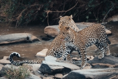 Kenya_August_2018-2345