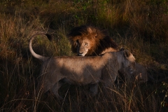 Kenya_August_2018-5242