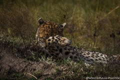 Kenya_August_2018-5308