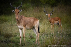 Kenya_August_2018-5313