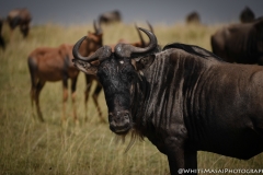 Kenya_August_2018-5443