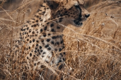 Kenya_August_2018-5664