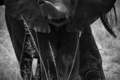 Kenya_August_2018-5694