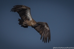 Kenya_August_2018-5776