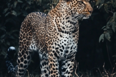 Kenya_August_2018-5853