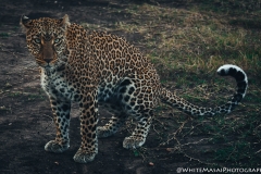 Kenya_August_2018-5893