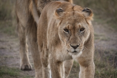 Kenya_August_2018-6261