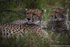 Kenya_August_2018-6472