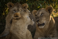 Kenya_August_2018-6569