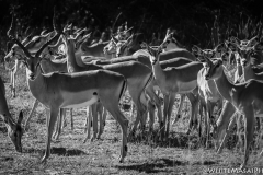 Kenya_August_2018-6611