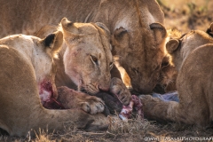 November_2018_Gallery_web-5475