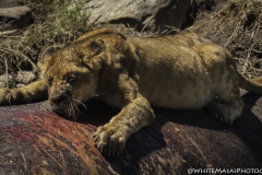 Kenya-January-2020-4448