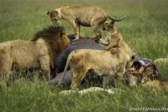 Kenya-January-2020-4798