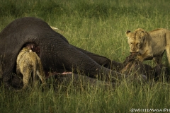 Kenya-January-2020-4826