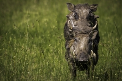 Kenya-January-2020-5963