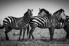 January_2019_Gallery_web-5898