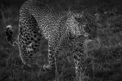 January_2019_Gallery_web-6411