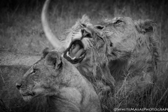 January_2019_Gallery_web-6500