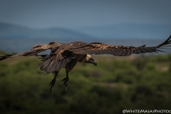 January_2019_Gallery_web-6952