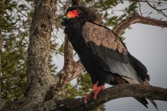 January_2019_Gallery_web-7186