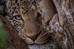 January_2019_Gallery_web-7258