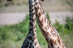 January_2019_Gallery_web-7720