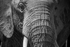 January_2019_Gallery_web-8735