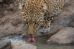 January_2019_Gallery_web-9046