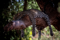 Samburu_Sept_2018-2627